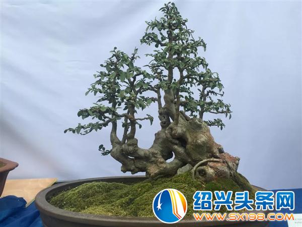 金德隆围炉盆景展销会将于五一期间盛大举办-7 金德隆围炉盆景展销会将于五一期间盛大举办-7