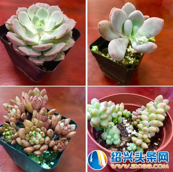 这次市集开两天-9 这次市集开两天-9