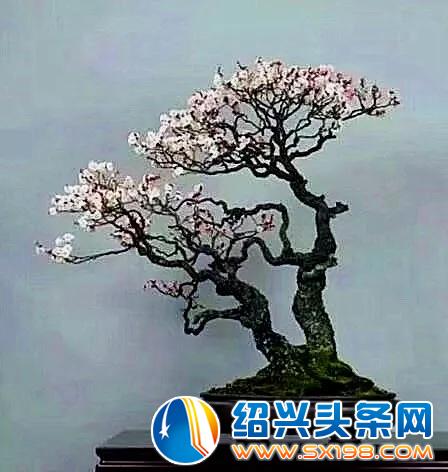 金德隆围炉盆景展销会-6 金德隆围炉盆景展销会-6