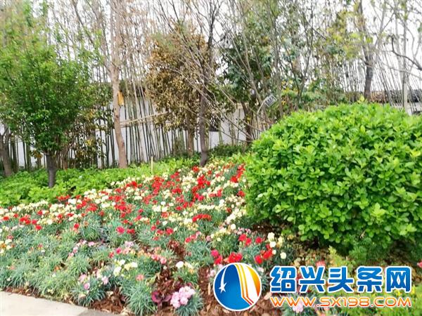 宏卉绿化创始人尹财武-11 宏卉绿化创始人尹财武-11
