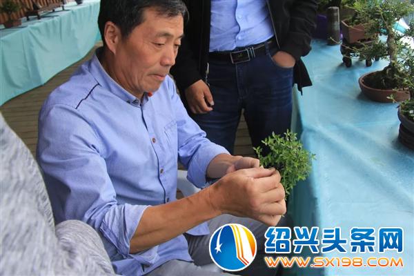 盆景入门-8