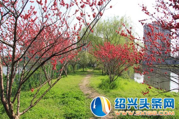 这个桔子不一般
