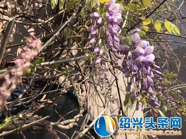色迷金德隆-19