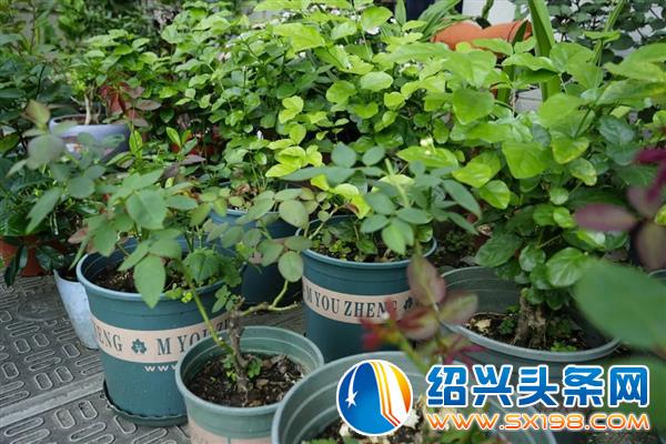打造了一个开放大花园-7