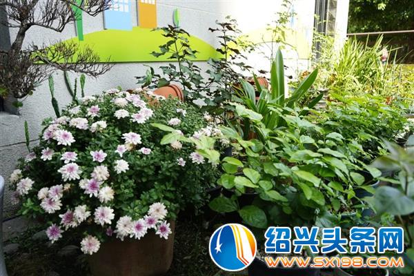 打造了一个开放大花园-4