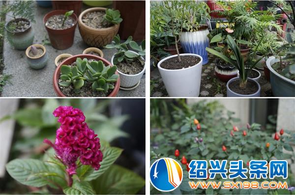 打造了一个开放大花园-3