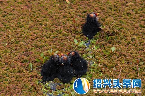 这种出现在官渡南院的动物-4
