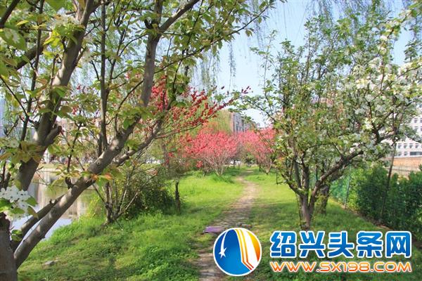 江南的春天-5 江南的春天-5