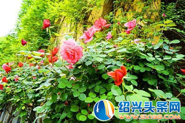 这是一封表白信-6 这是一封表白信-6