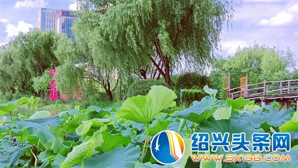 新荷-1