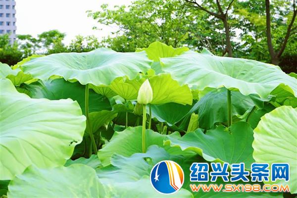 新荷-8