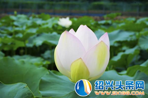 金德隆八月新闻大盘点-18 金德隆八月新闻大盘点-18