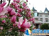 诸暨东白山上的“满山红” 开花期为4月10日左右