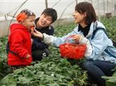 草莓大棚成大屋人的“提款机” 不出家门都能卖掉