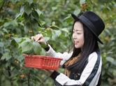 上虞覆卮山樱将成熟价格与去年持平