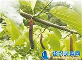 台湾长果桑在我市试种成功 石仓家庭农场以新品种开拓市场