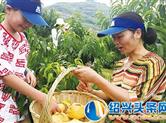 嵊州黄泽镇石隆山家庭农场举办了蟠桃采摘节