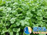 时鲜蔬菜供不应求！香菜价格一月之内上涨近5倍