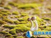 12名游客在九华山采蘑菇 到绍兴后吃下便上吐下泻