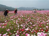 澄潭灵山下 花海惹人醉