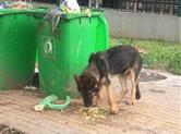 “警犬被盗”事件当事人：警方已撤案