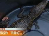 河中捞起的“四脚蛇” 还会发出小孩般哭声