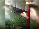 一名女子在瑞安虹桥北路青松桥上跳河轻生后…