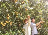 崇仁镇湖村桥枇杷熟了