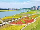 曹娥江畔13000余株国庆菊摆出70周年字样