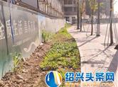 【头条直击】嵊州部分市民将绿化带成“私家菜园”，不该！