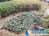 云溪香山小区毁绿种菜现象存在 基础设施破损较多