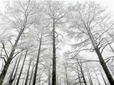 2020年的第一场雪 四明山的“冰雪奇缘”