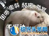 疫期居家易慵懒怎么办？值班家长制好
