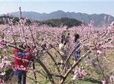 网红基地陈宅镇东蔡村溢旺家庭农场黄金蟠桃园踏春