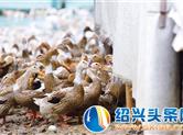 绍兴“鸭兵” 它真的能灭蝗吗？