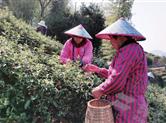 诸暨陈宅镇3000余亩茶叶基地 前进入“明前茶”最佳采摘期