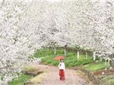 崇仁镇打造特色美丽风景线推行全域乡村旅游