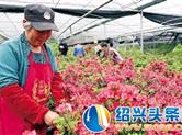 “阿金花卉”花木基地 景观杜鹃分外“香”