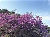 诸暨东白山龙门顶的“杜鹃王” 为全国最大的“满山红”