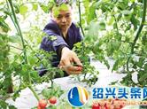 绍兴消费券助力采摘游
