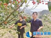 嵊州黄泽镇石隆山樱桃红了