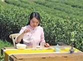 高山生态茶园里，茶艺师正在冲泡明前茶，展示茶艺