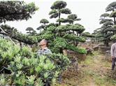 漓渚镇打造出一个占地440多亩的精品盆景产业园区