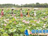 崇仁镇钳口村200亩荷花陆续开放，美不胜收