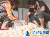 福田生态农业园内的甲鱼蛋受青睐