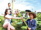 新昌羽林街道央于村的连片荷花竞相开放 推动荷花经济