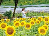 钦寸水库坝区三万平米向日葵“花海”绽放