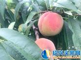崇仁水蜜桃“往年零售、采摘都是10元一公斤 今年5元一公斤！