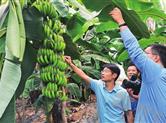 诸暨香蕉培育成功
