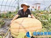 你见到过200多斤的南瓜吗？